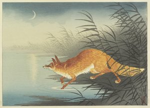 Zorro junto al agua iluminada por la luna, años 1930