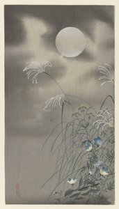 Hierbas y flores junto a la luna llena