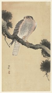 Halcón en rama de pino de Ohara Koson
