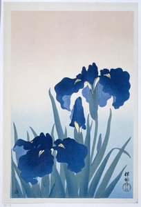 iris