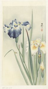 iris de Ohara Koson