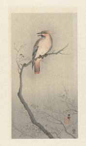 Waxwing japonés en rama