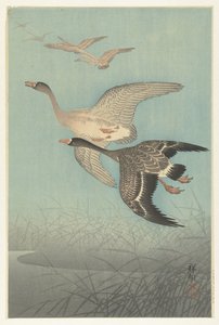 Gansos de frente blanca en vuelo de Ohara Koson