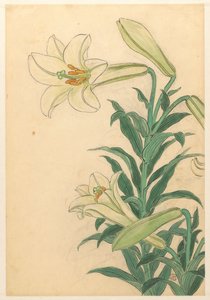 Lirios
Teppoyuri de Ohara Koson