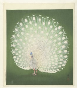 Pavo real