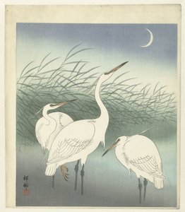 Garzas en aguas poco profundas