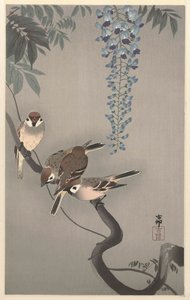 Gorriones de anillo en glicinas de Ohara Koson