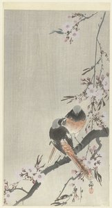 Dos colirrojos siegel con flor de cerezo de Ohara Koson