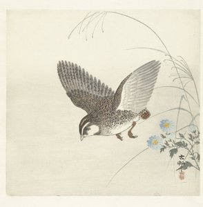 codornices voladoras de Ohara Koson