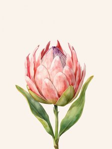 Flor de protea rosa de Ohkimiko