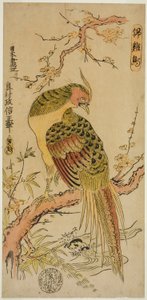 Faisán dorado (Kinkeicho) de Okumura Masanobu