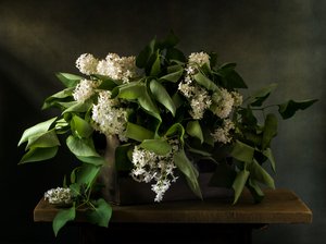 Ramo de lilas melancólicas de Olga Aleksandrovna