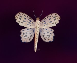  de Olga Skomorokhova