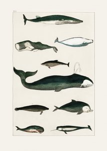 Cartel vintage de una ballena de Oliver Goldsmith