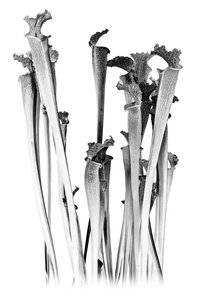 Carnivorous, 2020 (técnica mixta digital) de Olivia Gozzano