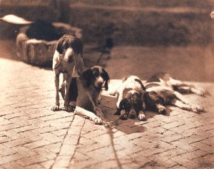 Perros de caza, c.1853 (grabado en sal)