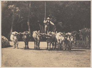 Six Oxen Team with their Driver de Olympe Aguado