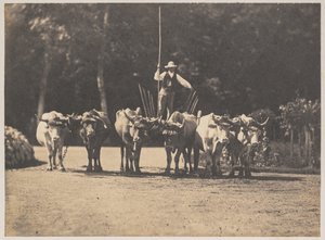 Equipo de seis bueyes con su conductor, c. 1853 de Olympe Aguado