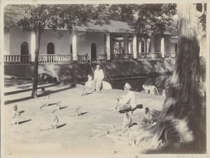Hombres indios con monos en un patio junto al agua, posiblemente en Surabaya de Onnes Kurkdjian