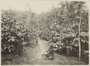 Mujeres trabajando en una plantación en las Indias Orientales Holandesas de Onnes Kurkdjian