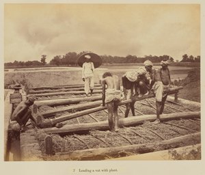 Carga de una cuba con planta de Oscar Jean Baptiste Mallitte
