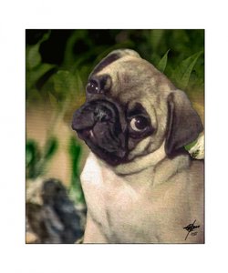 Cachorro de pug curioso de Osvaldo Russo