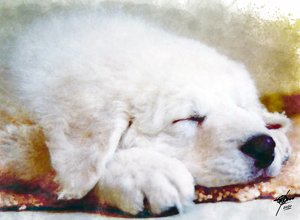 Cachorro durmiendo plácidamente de Osvaldo Russo