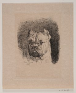 Cabeza de un perro