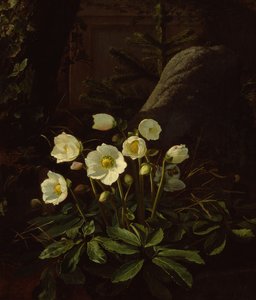 Eléboros en una rocalla (óleo sobre lienzo)