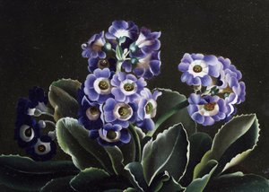 Naturaleza muerta de prímulas de Otto Didrik Ottesen