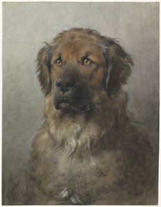 Cabeza de un Leonberger
Cabeza de un Leonberger, de frente de Otto Eerelman