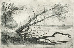 Viejo sicomoro, 1877