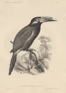 Selenidera Spectabilis, litografía por Bowen y Co., 1850 de Otto Koehler