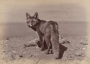 [Zorro], 1886 de Ottomar Anschütz