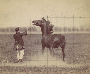 Caballo, 1884