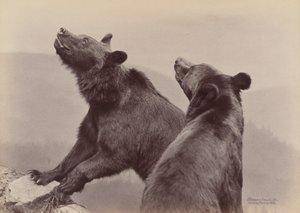 [Dos Osos], 1889 de Ottomar Anschütz