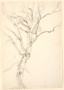 Árbol de haya deshojado de P.C. Skovgaard