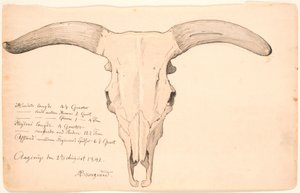 Cráneo de una vaca de P.C. Skovgaard