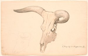 Cráneo de una vaca, en tres cuartos de perfil, el cuerno izquierdo curvado de P.C. Skovgaard