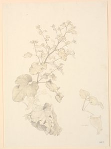 Plantas de acedera de P.C. Skovgaard