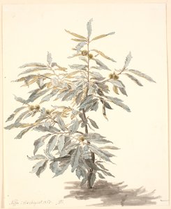 Estudio de un pequeño castaño de P.C. Skovgaard