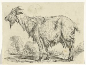 cabra de pie de P.J. Neumans