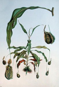 Nepenthes Hookeriana, lámina botánica de 