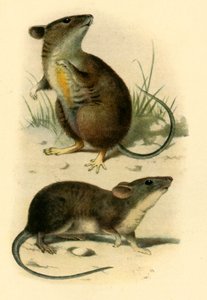 Ratones de St. Kilda, 1899 de P. J. Smit