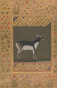 Ciervo negro, Folio del Álbum de Shah Jahan, recto: ca. 1615-20, verso: ca. 1530-50