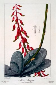 Aloe lingua, pub. 1836 de Panacre Bessa