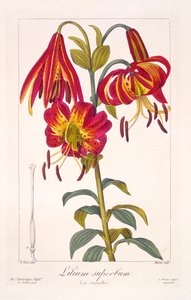 Lirio turco americano, pub. 1836 de Panacre Bessa