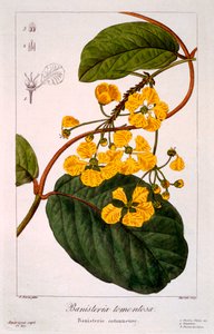 Banisteria: B. tormentosa, pub. 1836 de Panacre Bessa