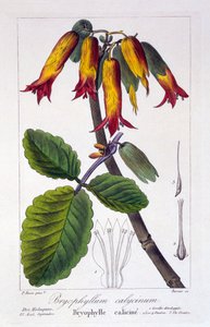 Bryophyllum calycinum, pub. 1836 de Panacre Bessa