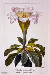 Vid de cáliz, pub. 1836 de Panacre Bessa